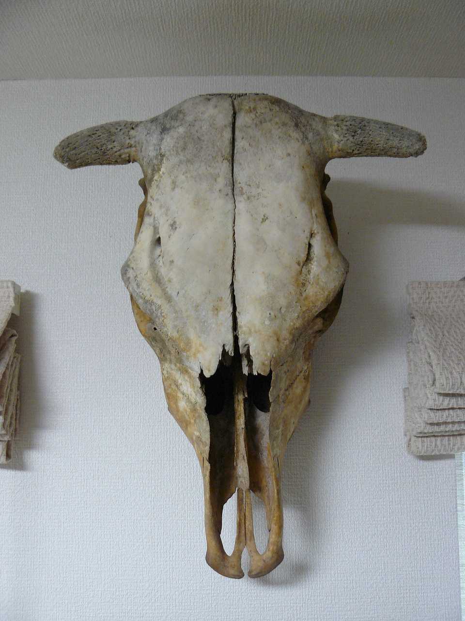 故有事: ウシの頭頂骨は後頭骨のようだ！ The parietal of cow seems