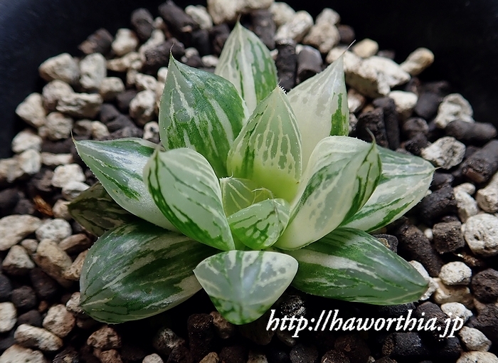 新年のご挨拶（激遅）と白蛇・青蛇 | 【空中庭園+HAWORTHIA.JP+】weblog