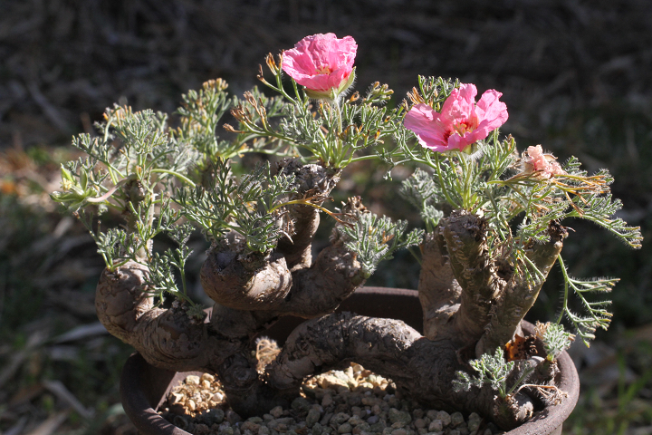 Shabomaniac! サルコカウロン・ムルチフィズム（モンソニア