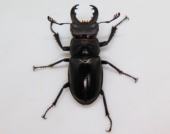 ミクラミヤマ飼育記 - ミクラミヤマ