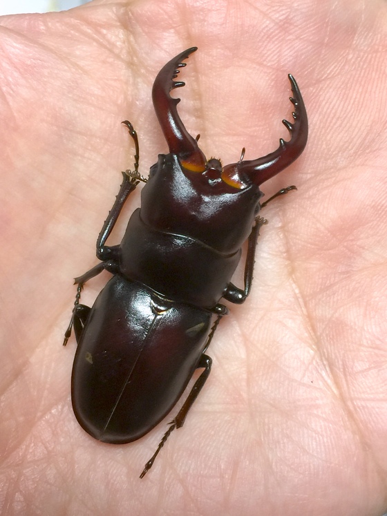 ハチジョウノコギリ大歯型が羽化しました！ - ハルのクワカブ飼育日記