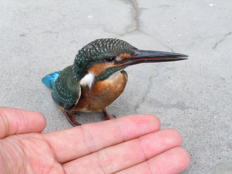 カワセミが窓ガラスに激突！ | 付知川の鮎釣りと野鳥撮影
