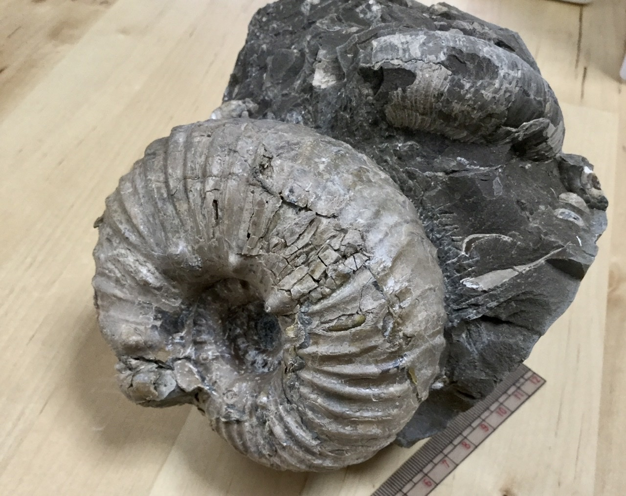 ユウパキディスカス ランベルチ に近似する種（北海道小平町