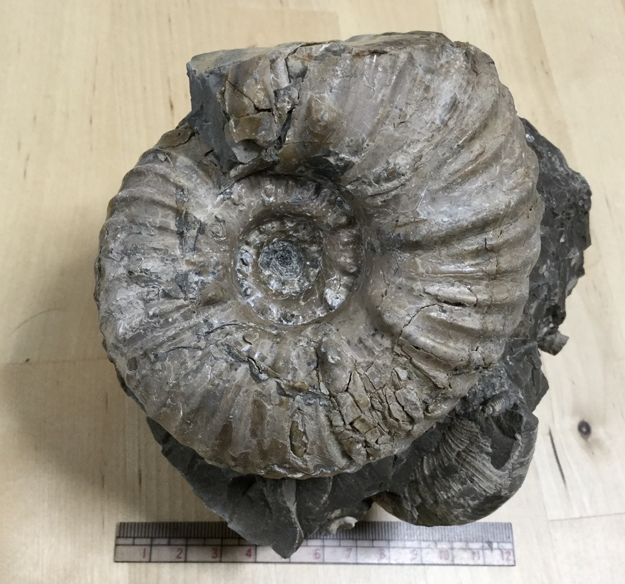 ユウパキディスカス ランベルチ に近似する種（北海道小平町