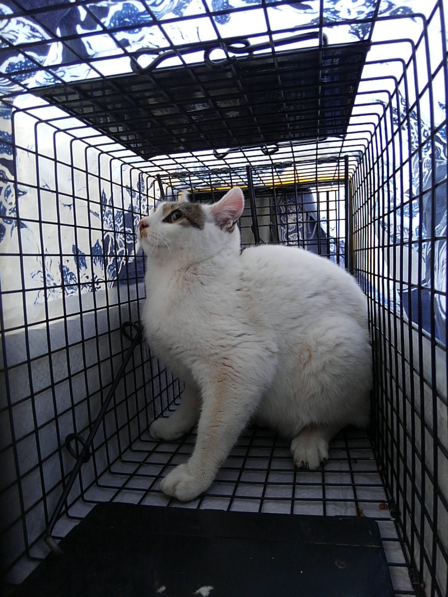 2／1実施報告 SZ地区 会社敷地内④ 白キジ斑 オス 中猫 TNR報告