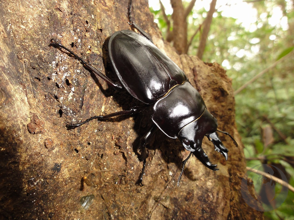 アマミマルバネクワガタについて - Lucanid.IZM Vol.II -日本産