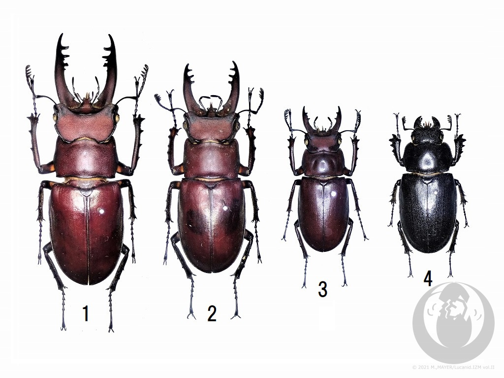 アマミミヤマクワガタについて - Lucanid.IZM Vol.II -日本産