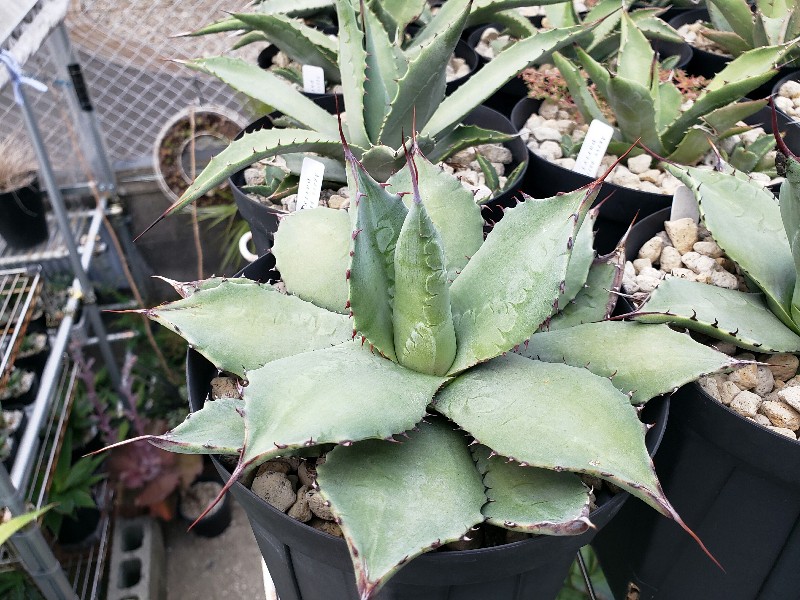 アガベ パリー トルンカータ (実生) - Johnny the planter