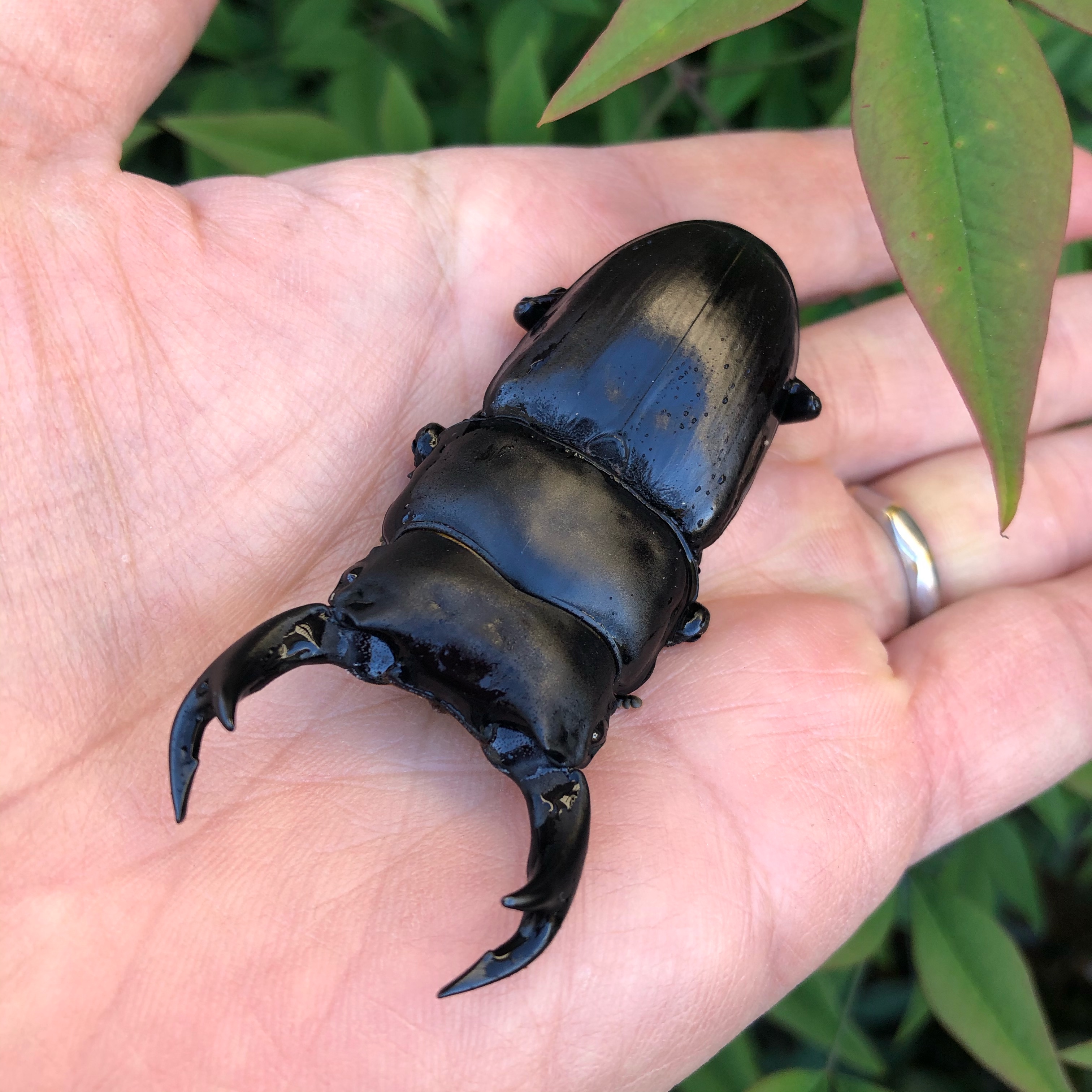 来年の種親(長崎県対馬市) | オオクワガタ vs ヒラタクワガタの