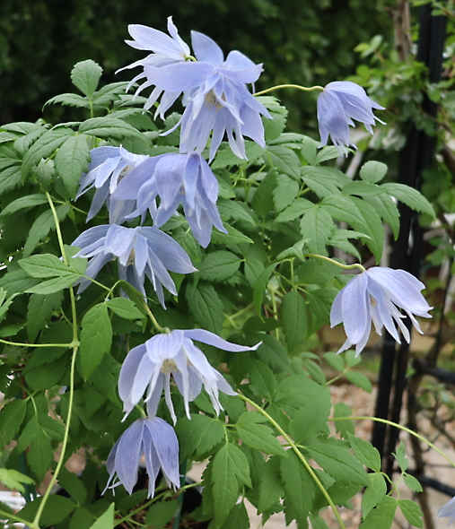 クレマチス マクロペタラ ウェッセルトン | 妖精のローズガーデン