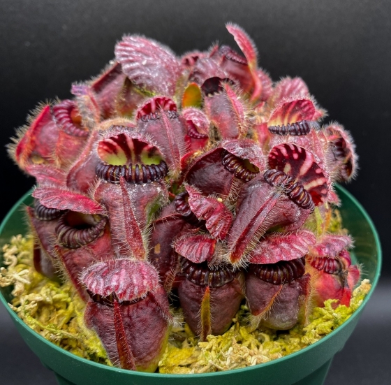 Cephalotus follicularis 'Eden Black' - セファロタス