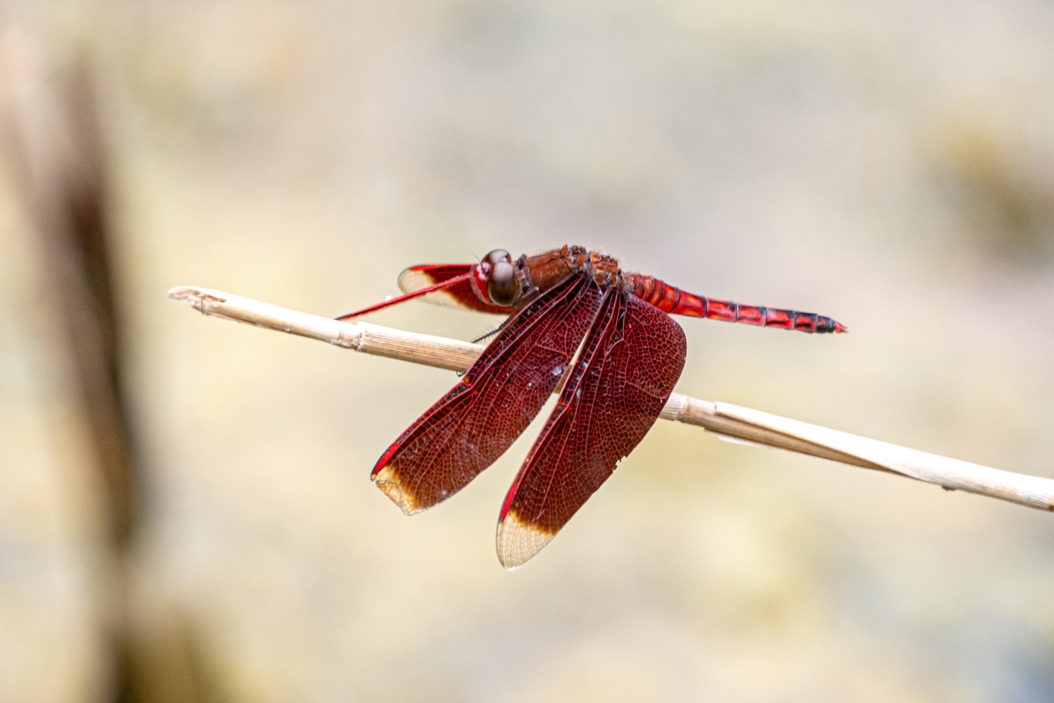 アカスジベッコウトンボ - An Artless Riverside