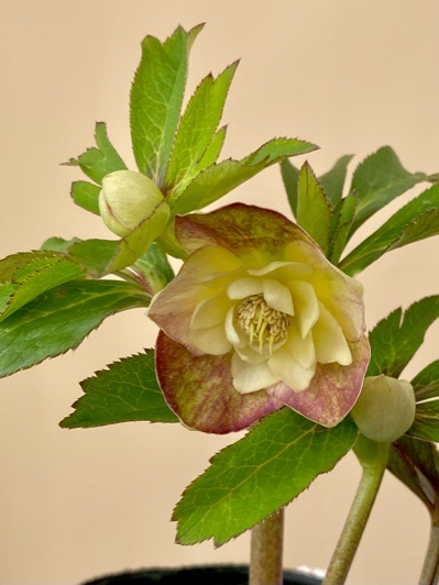 クリロー2024～part5～大木ナーサリー～ - Katze im Garten ～わたなべ