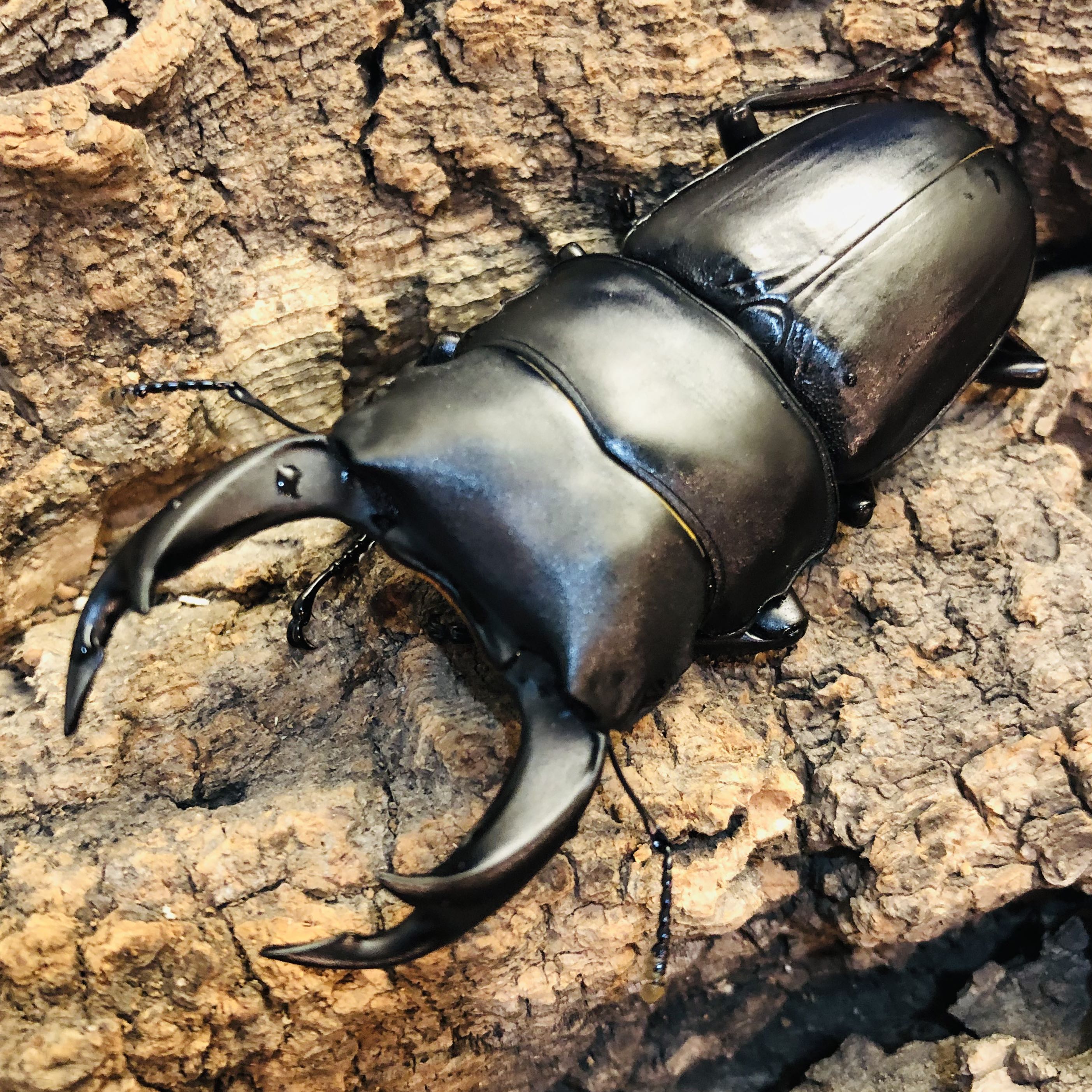 長崎県対馬市産 ＃6742 | オオクワガタ vs ヒラタクワガタのブリードの