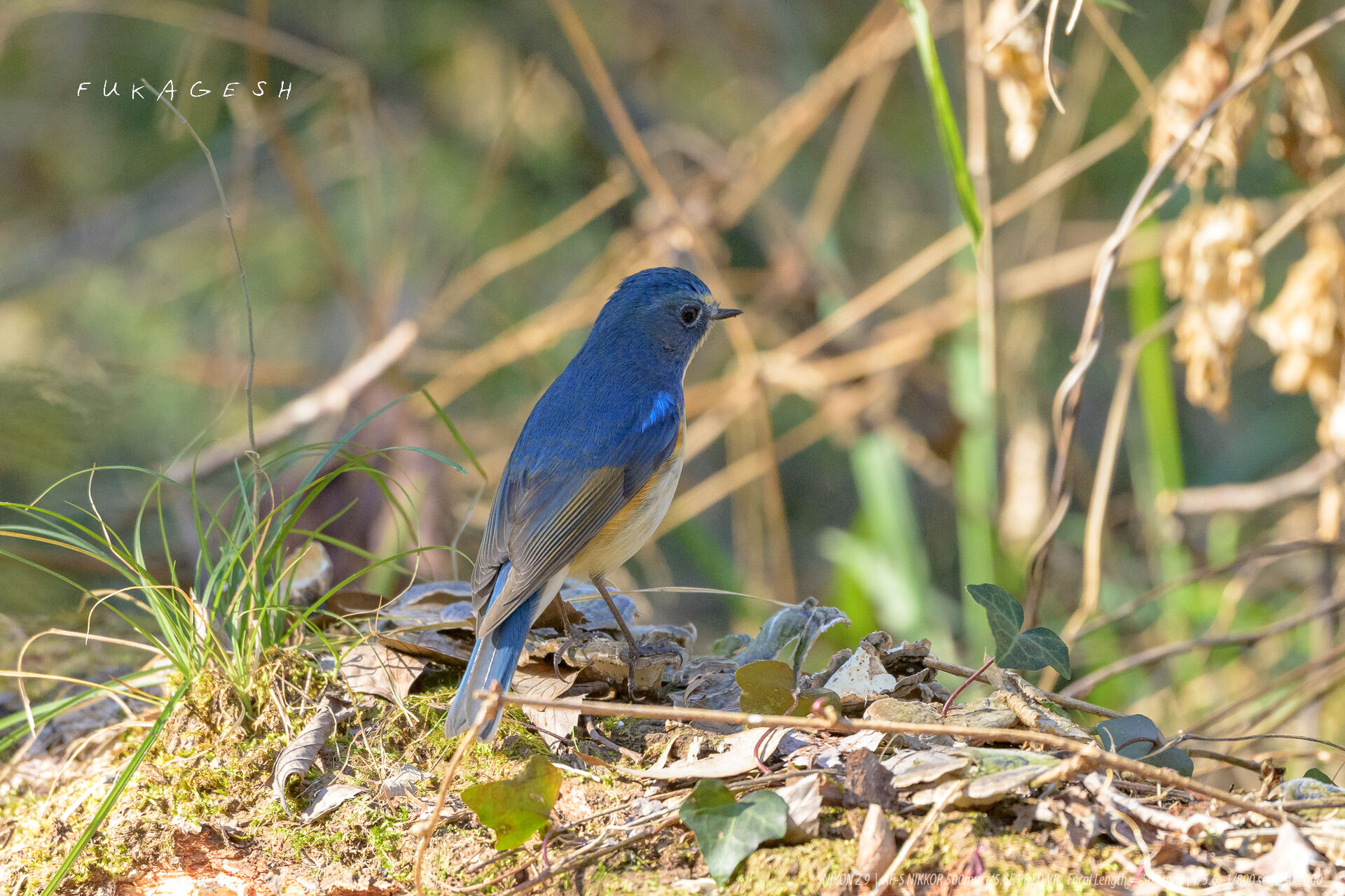 主に青い鳥 - 野鳥
