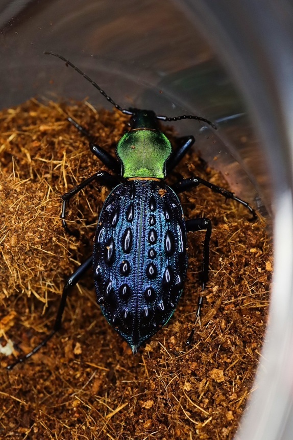 ブルーで凄く美しいカブリモドキ！ ブルーで凄く美しいカブリモドキ