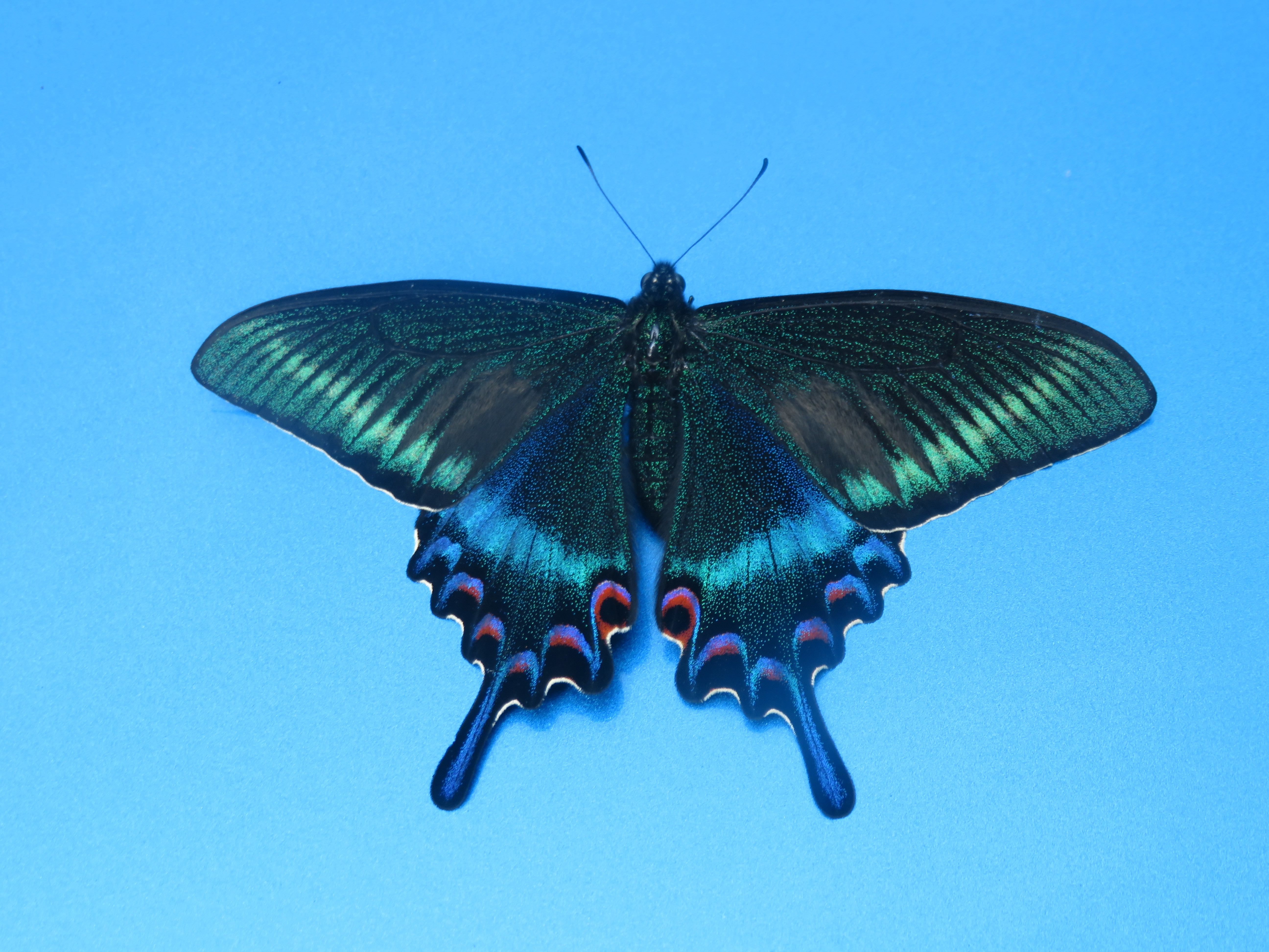 ミヤマカラスアゲハ春型を求めて北海道採集行 - 2025年6月 - きままの