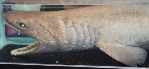ラブカ標本も再登場 | 「えのすい」へGO!：新江ノ島水族館密着ブログ