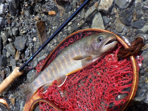 ティムコ ユーフレックスJ-STREAM N+ 823-4インプレッション - いわな