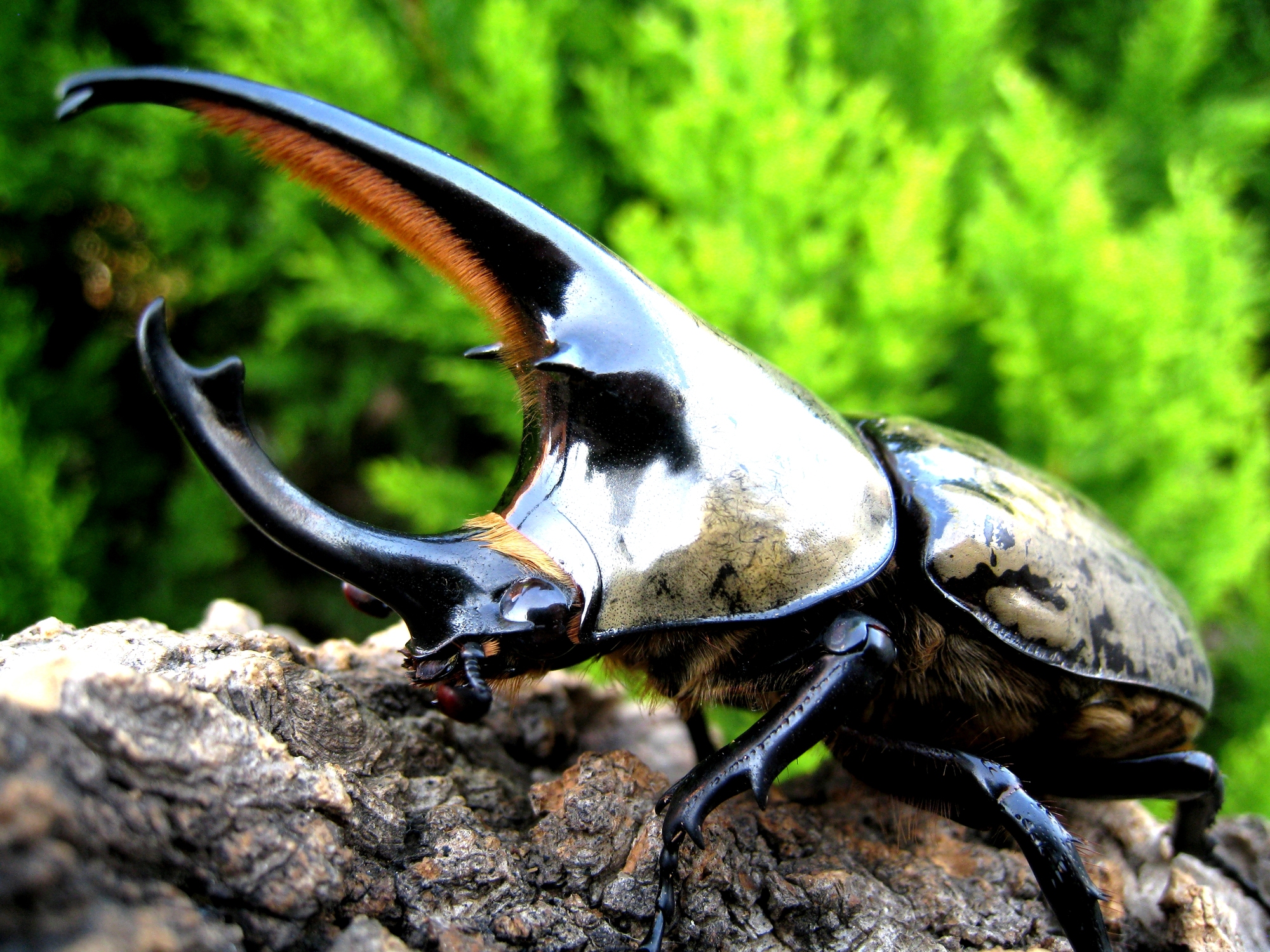 外国産カブトムシの価格と入手方法｜種類別の相場とおすすめの購入先