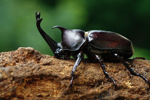 かぶと虫・くわがた採集※現在は昆虫採集ツアー（大山森の国入場者対象