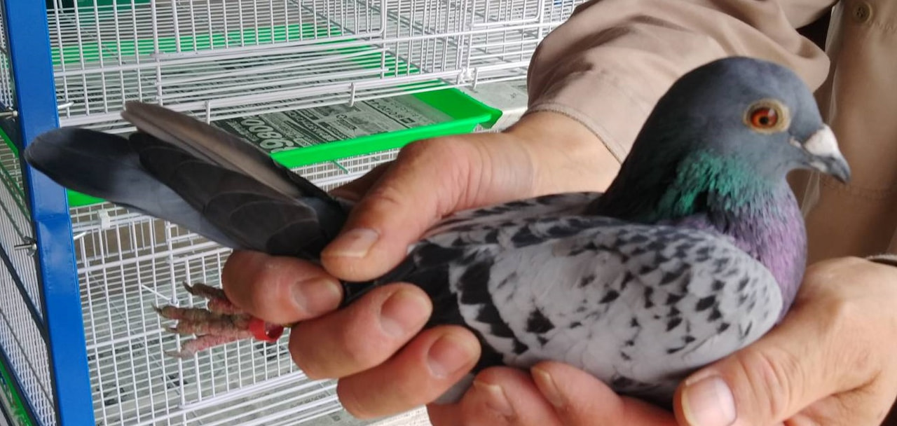 2025年度 伊賀国際チャンピオン1000K」開催！ - 一般社団法人 日本鳩