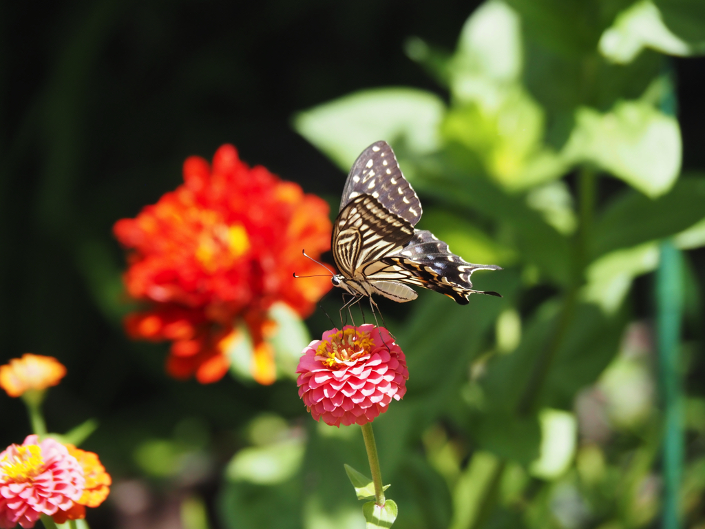 レンズレビュー: OLYMPUS M.ZUIKO DIGITAL ED 14-150mm F4.0-5.6 II