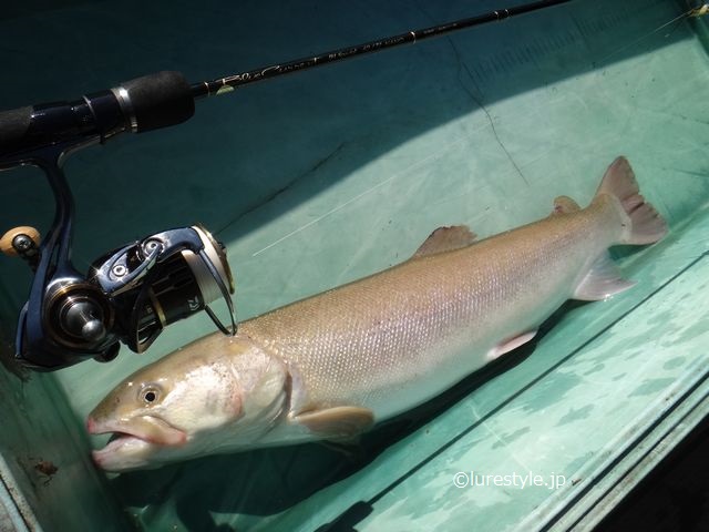 ヤマガブランクス ブルーカレント 62/TZ NANO 実釣インプレ ｜ blog