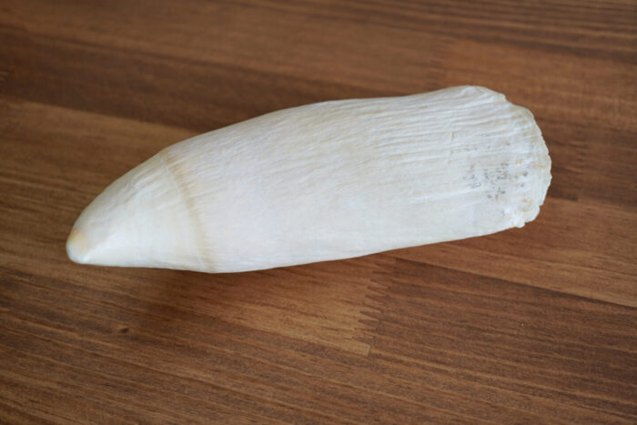 マッコウクジラの歯を印材に加工します | 株式会社鈴印