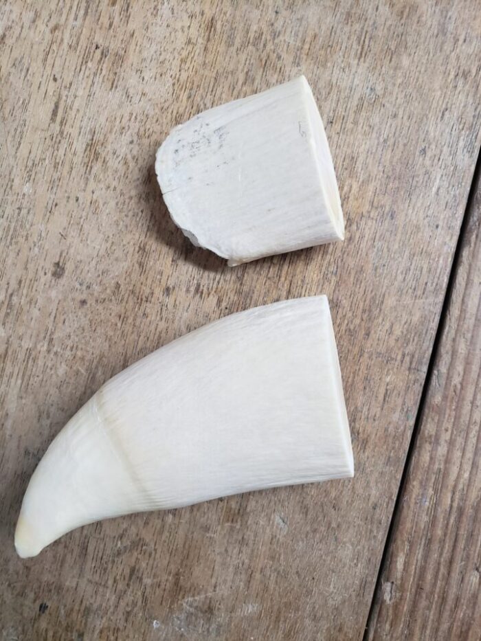 マッコウクジラの歯を印材に加工します | 株式会社鈴印