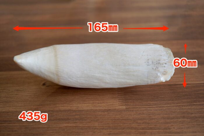 マッコウクジラの歯を印材に加工します | 株式会社鈴印