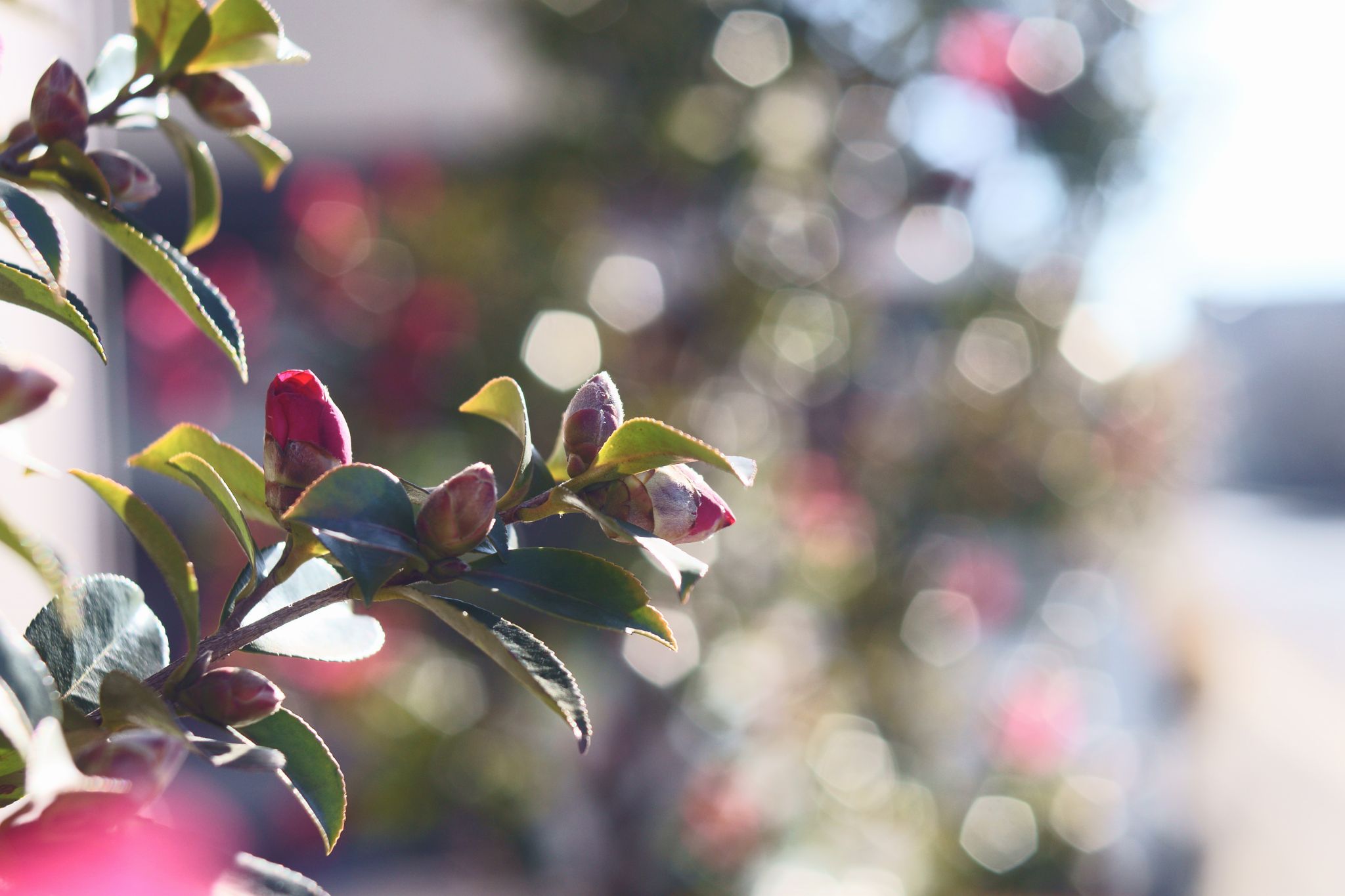 FUJINON 55mm F2.2 のバブルボケを探る – リフLOG