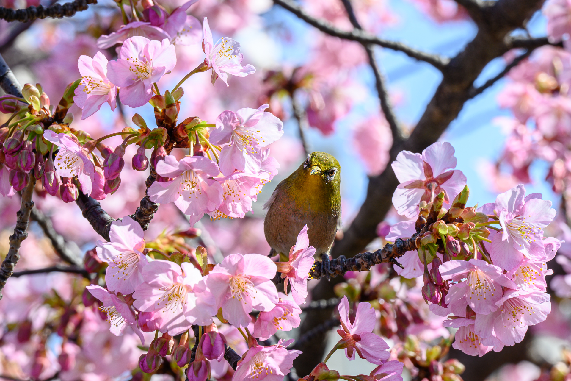 さらに開花が進んだ梅と河津桜とメジロをNikon Z 5で撮ってみる – 酔人