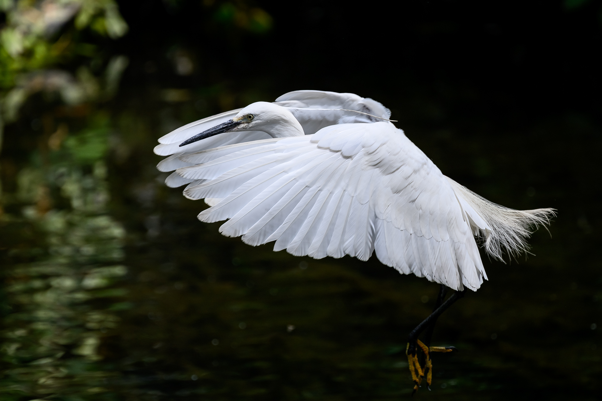 Nikon Z 8とNIKKOR Z100-400mm f/4.5-5.6 VR Sで近所の野鳥を撮る – 酔