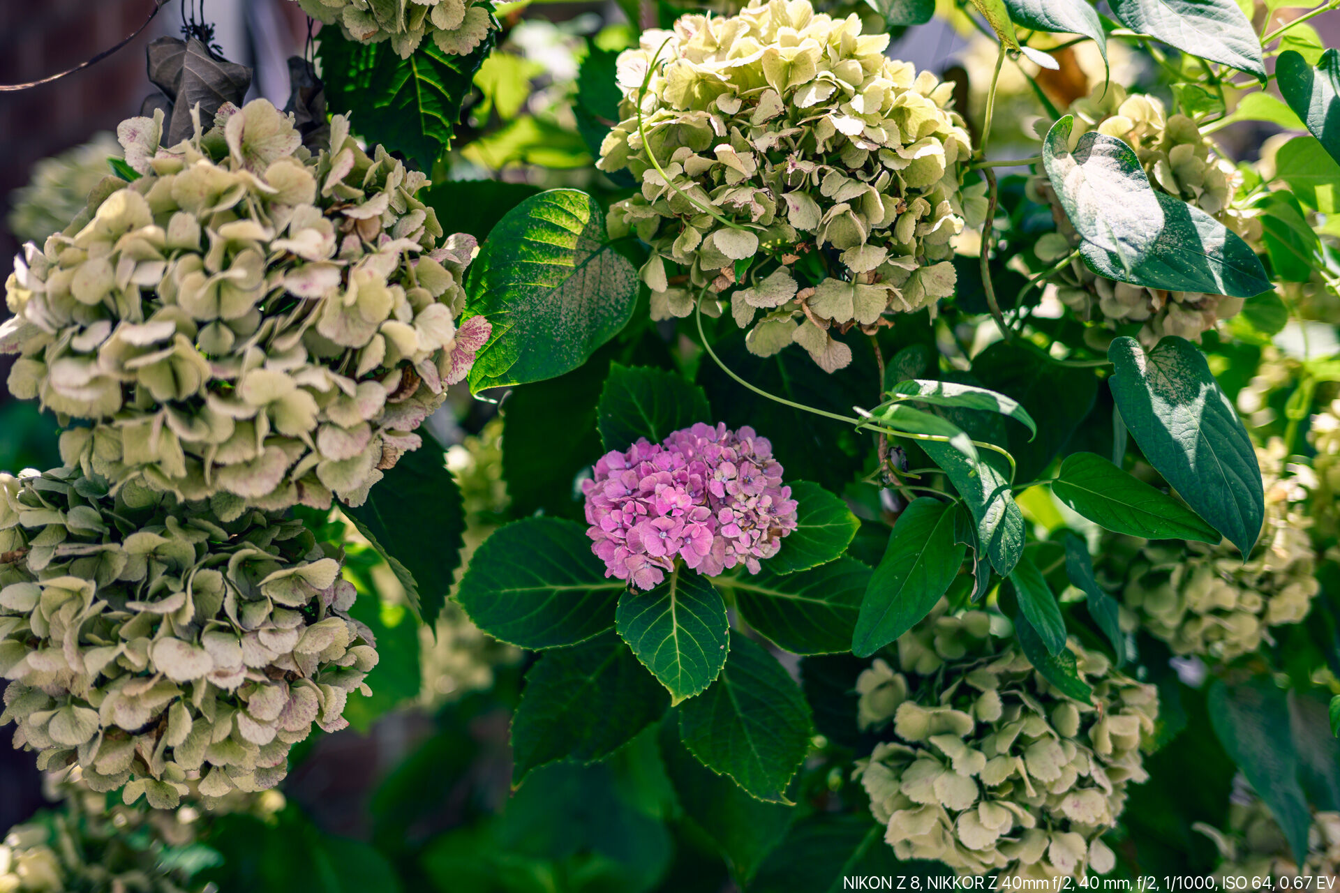 夏が過ぎ秋が深まってもなお道端に残るヴィンテージ紫陽花 – 酔人日月