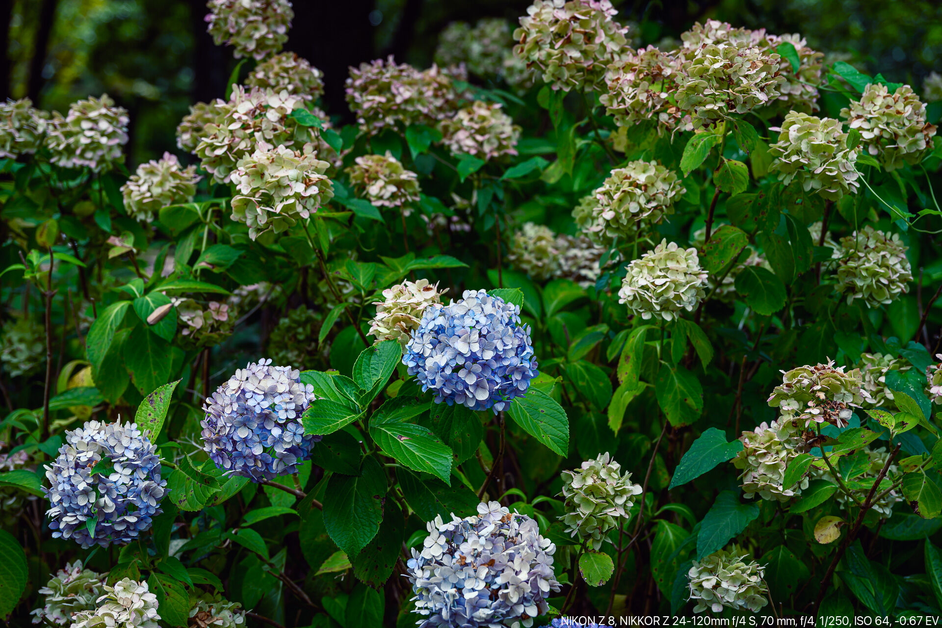 夏が過ぎ秋が深まってもなお道端に残るヴィンテージ紫陽花 – 酔人日月