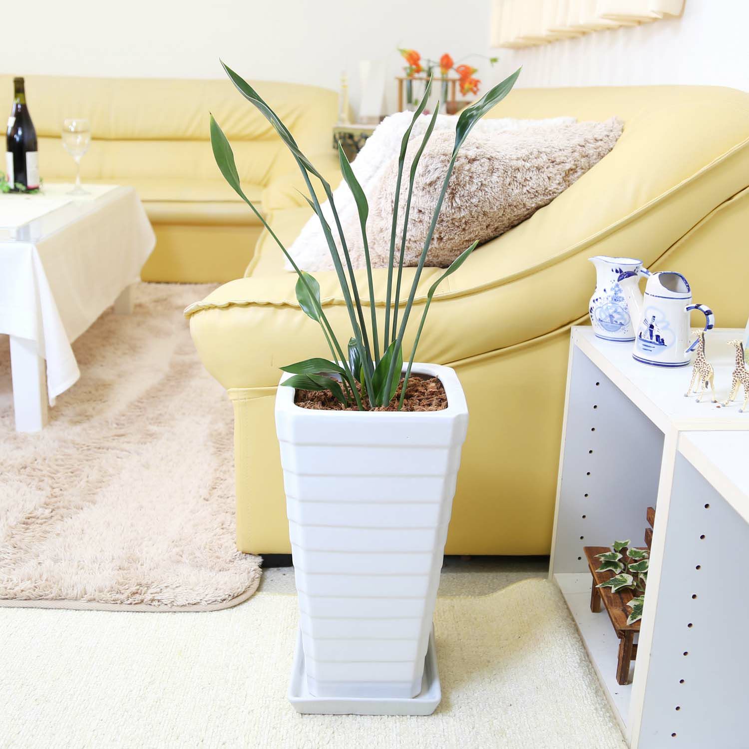 ストレリチア（ストレリア） ノンリーフ 7号 陶器 通販 販売｜観葉植物