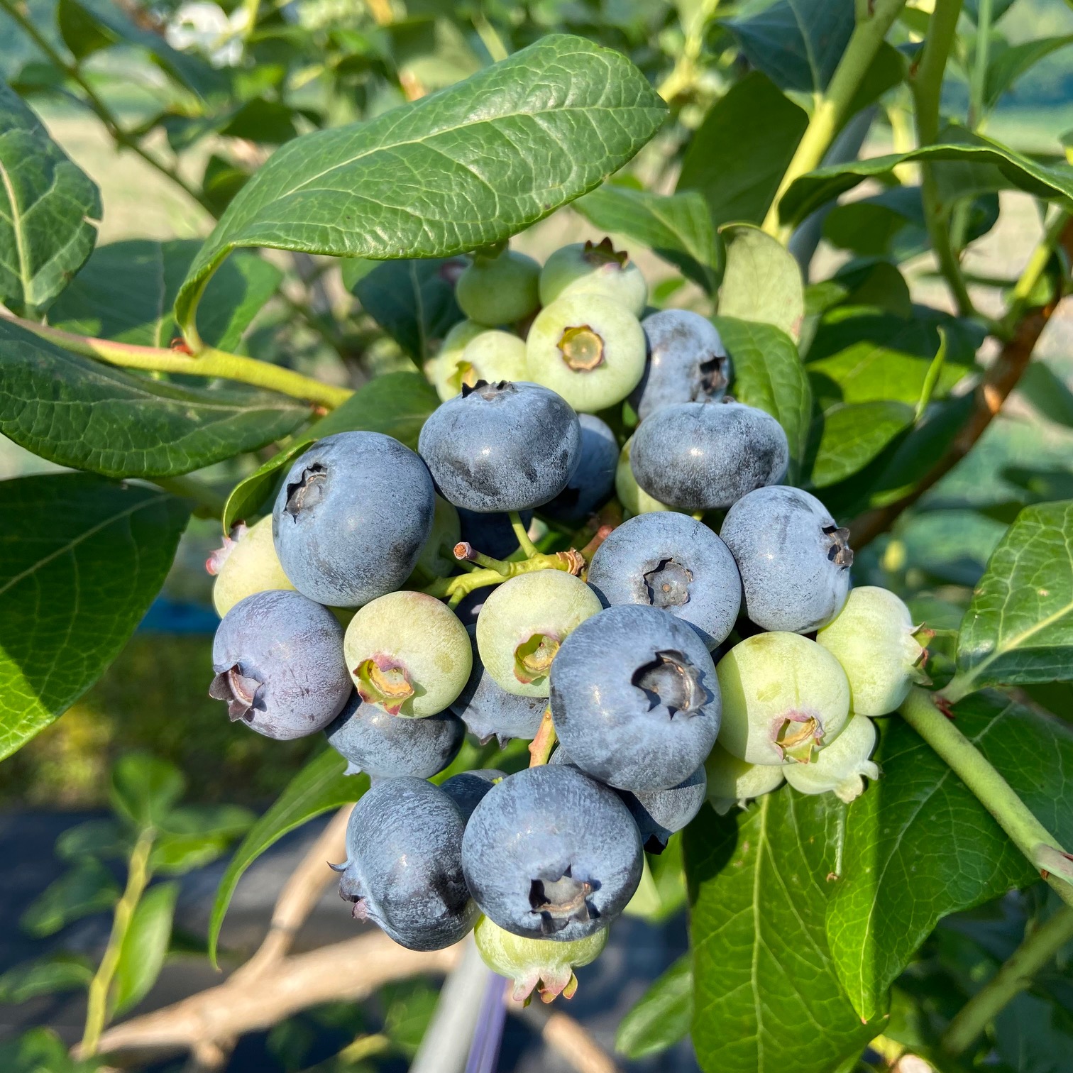 レイトブルー - 愛知県岡崎市の観光ならブルーベリファームおかざき