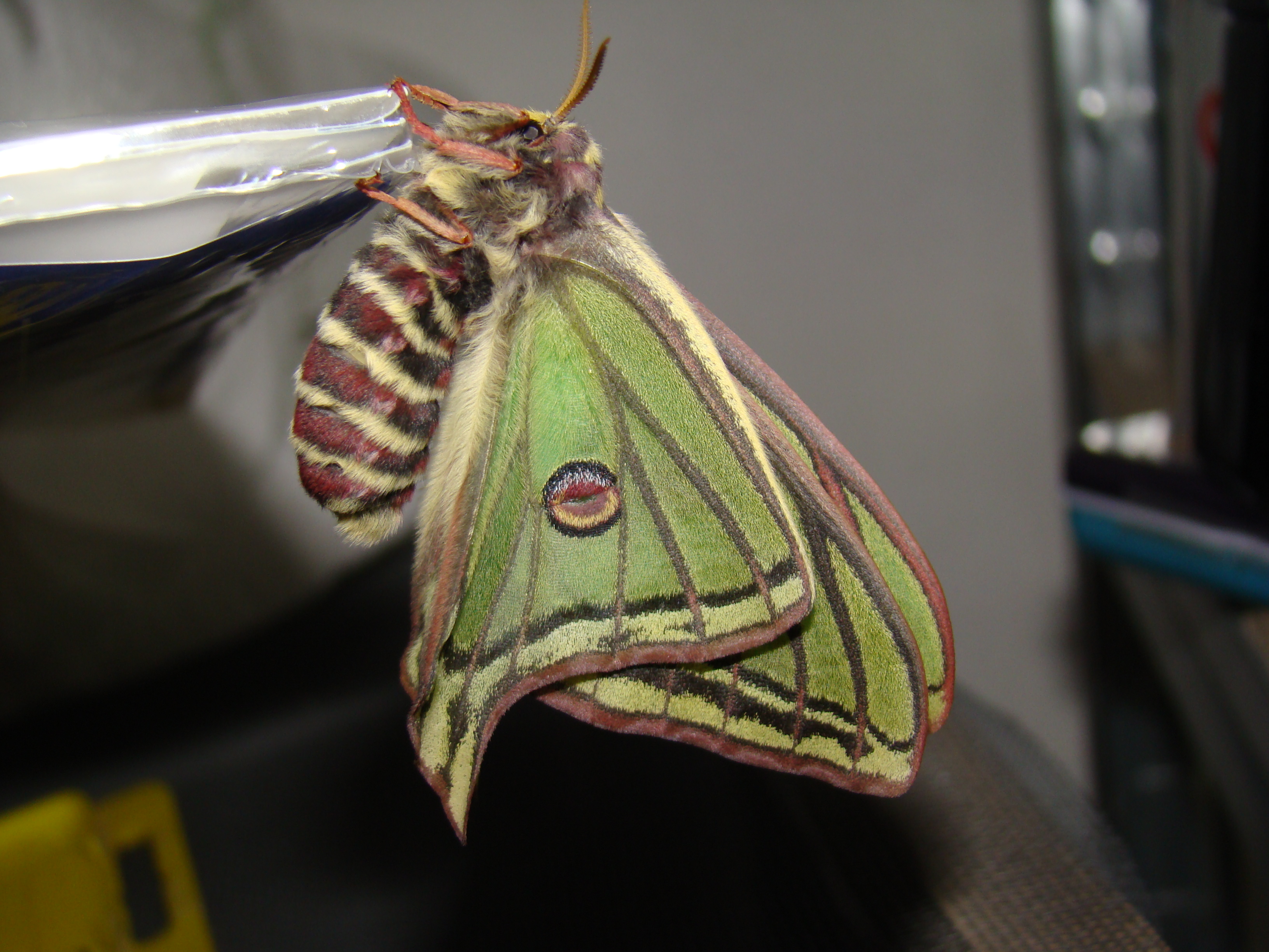 Graellsia isabellae — “Spanish moon moth” | Welcome, visitor!