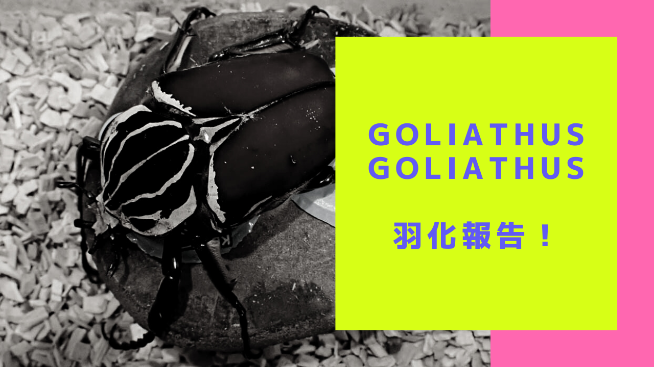 WD大型ペア ゴライアスオオツノハナムグリ WD大型ペア ゴライアス
