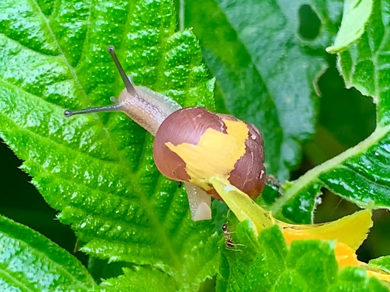 かたつむり そろそろ登れ 富士の山 (アニマルザワールド25) - 名古屋の