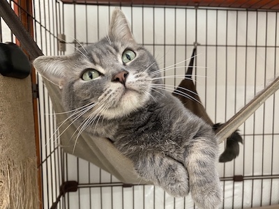 アメリカンショートヘア - Cattery Brilliantrai