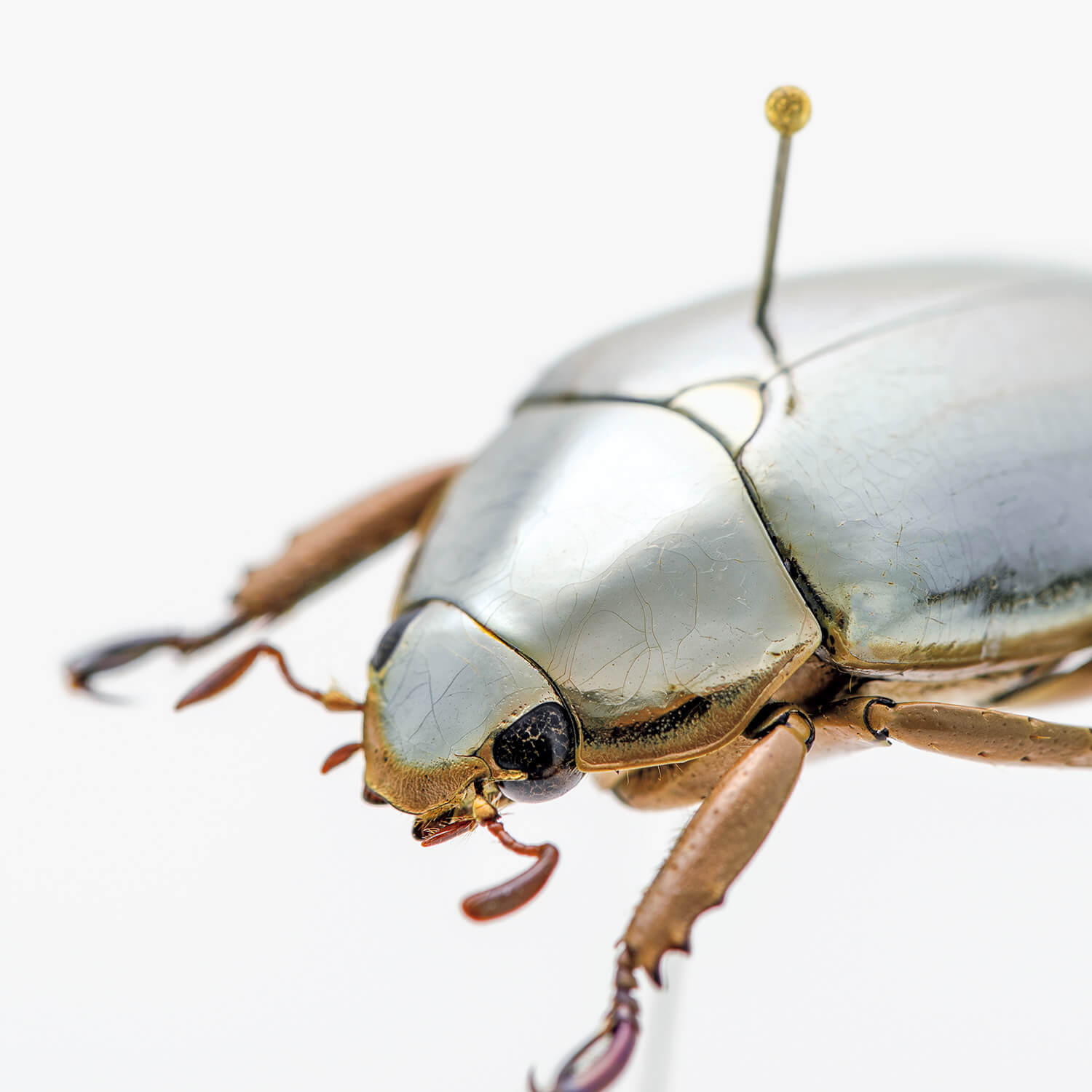 モードな虫図鑑。甲虫界の超一大メジャーグループ、コガネムシ8種類を