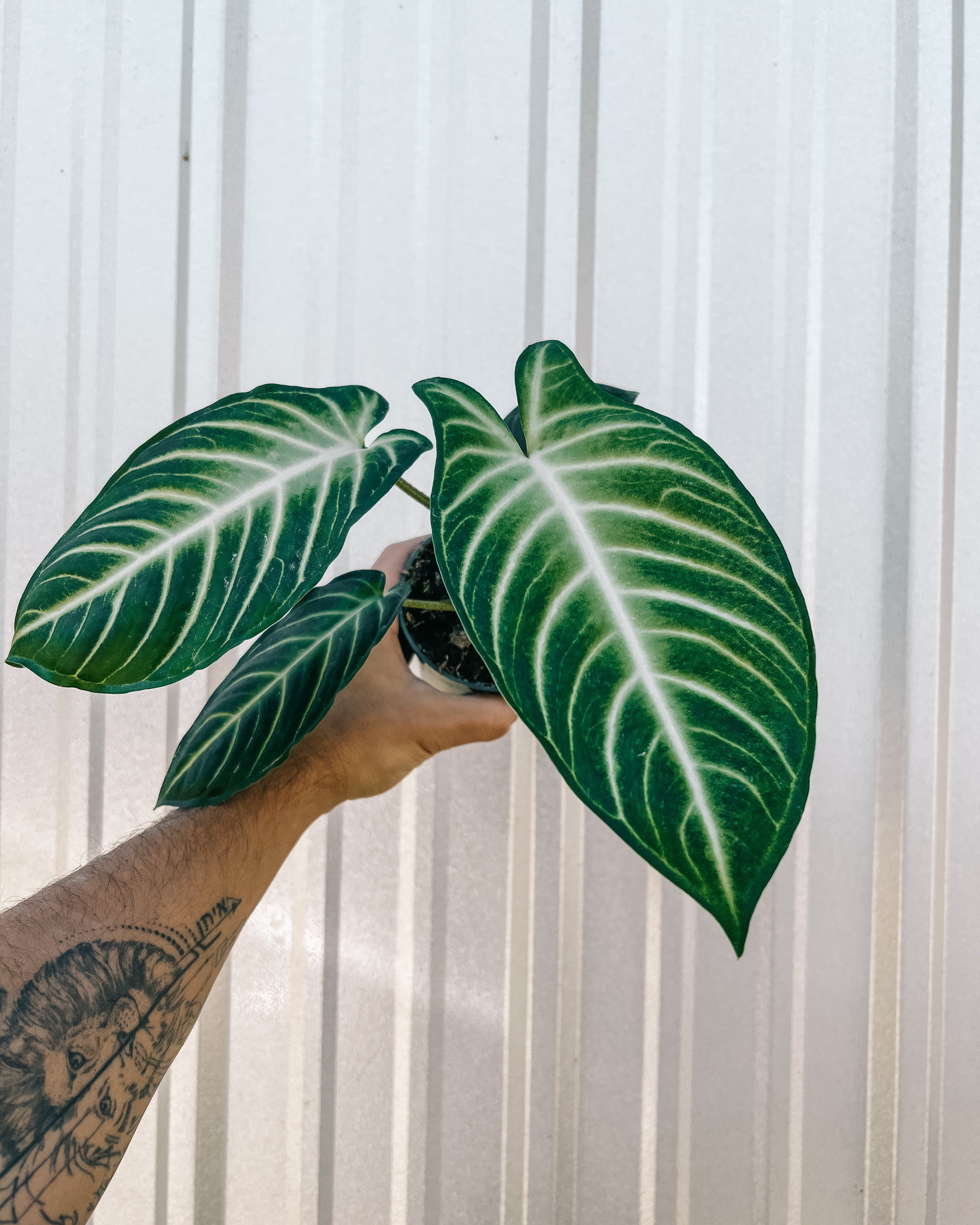 4_Xanthosoma_Lindenii_Magnific