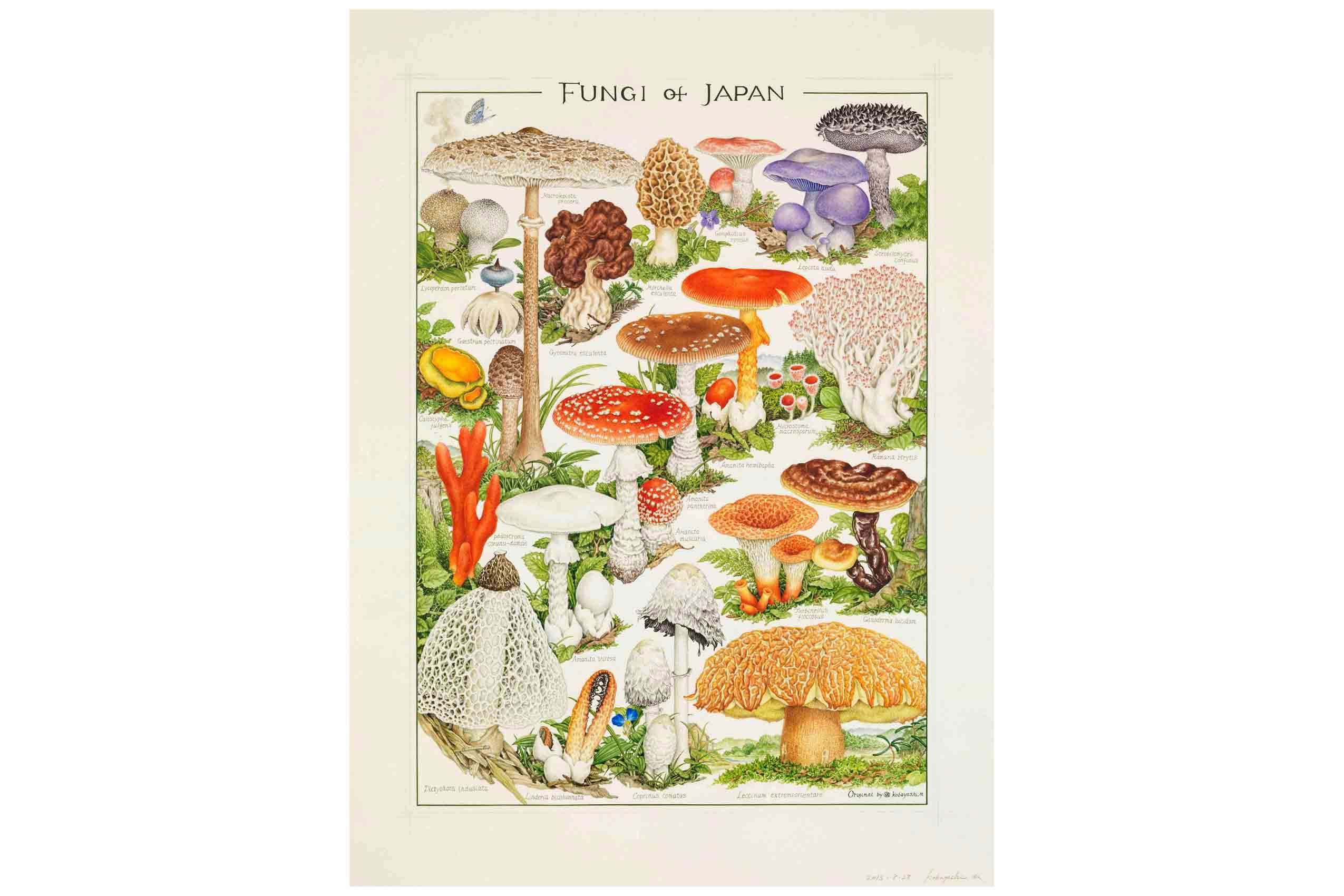 キノコの「肖像画」の世界を紹介。菌類画の第一人者・小林路子の個展が
