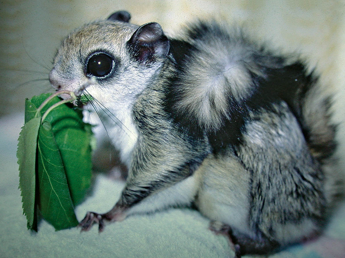 リス・ネズミ入門 〜種類、見分け方、進化の歴史〜｜記事カテゴリ