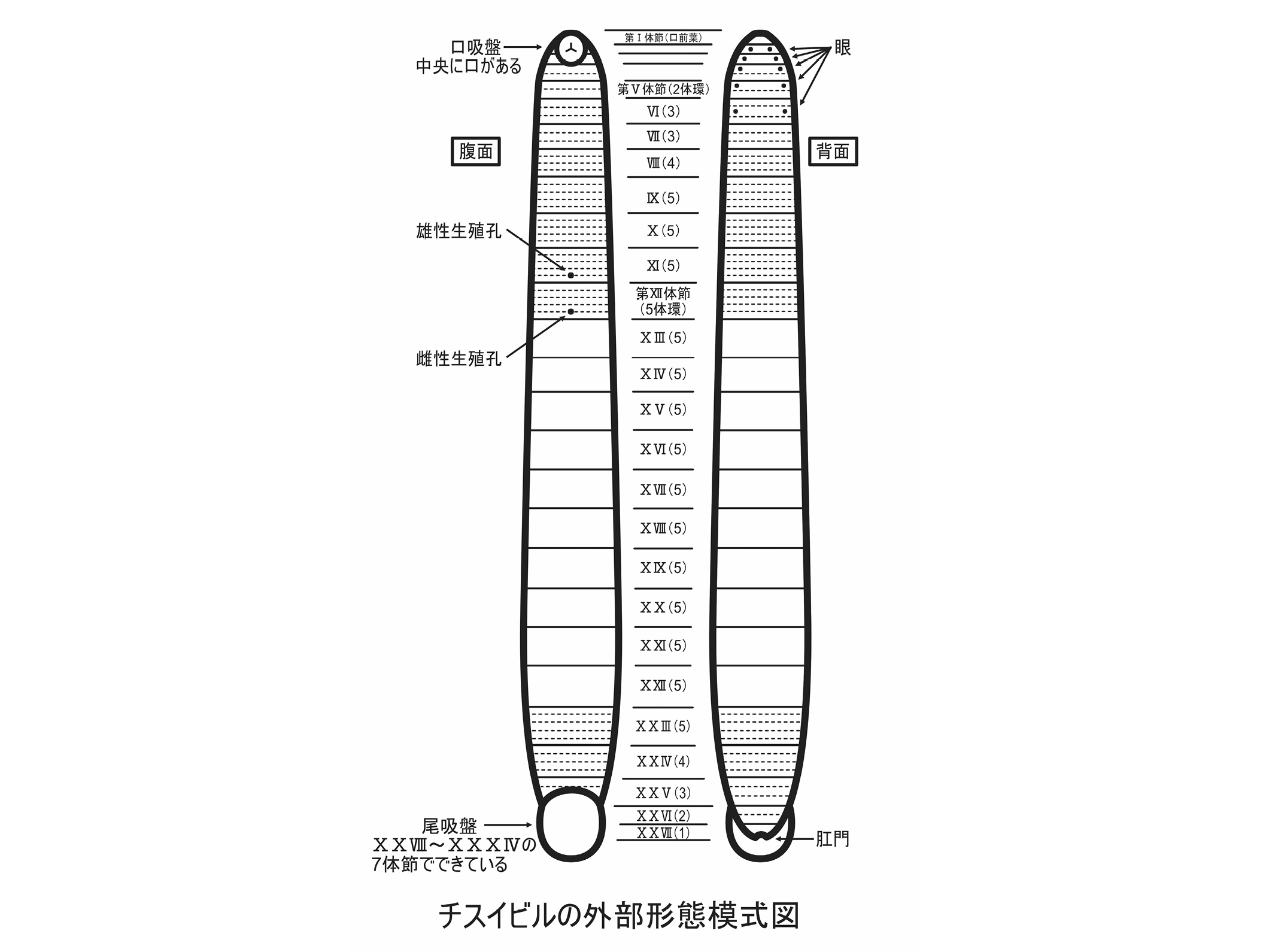 第2回 日本の淡水ヒルを語る 〜種類が混同されている？ 絶滅の危機