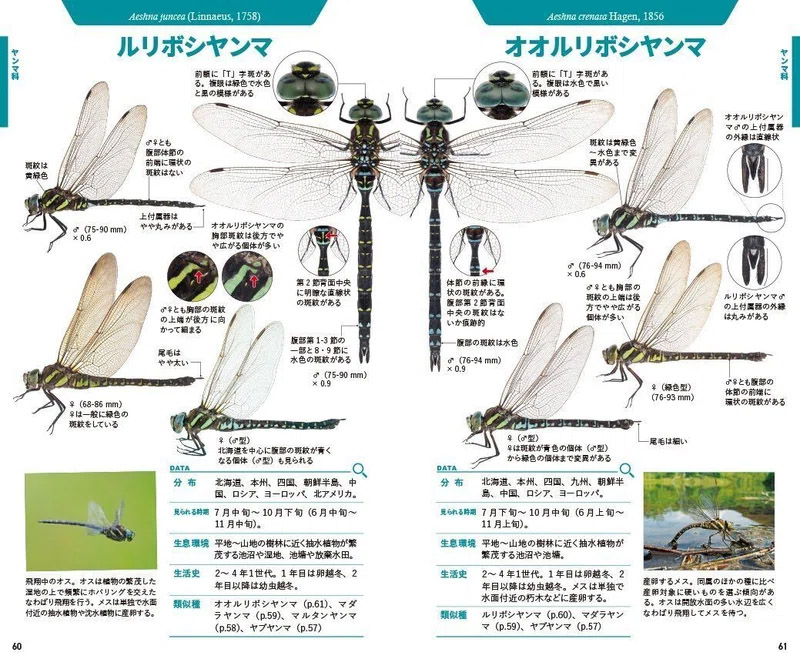 トンボって、どんな昆虫？｜記事カテゴリ｜BuNa - Bun-ichi Nature Web