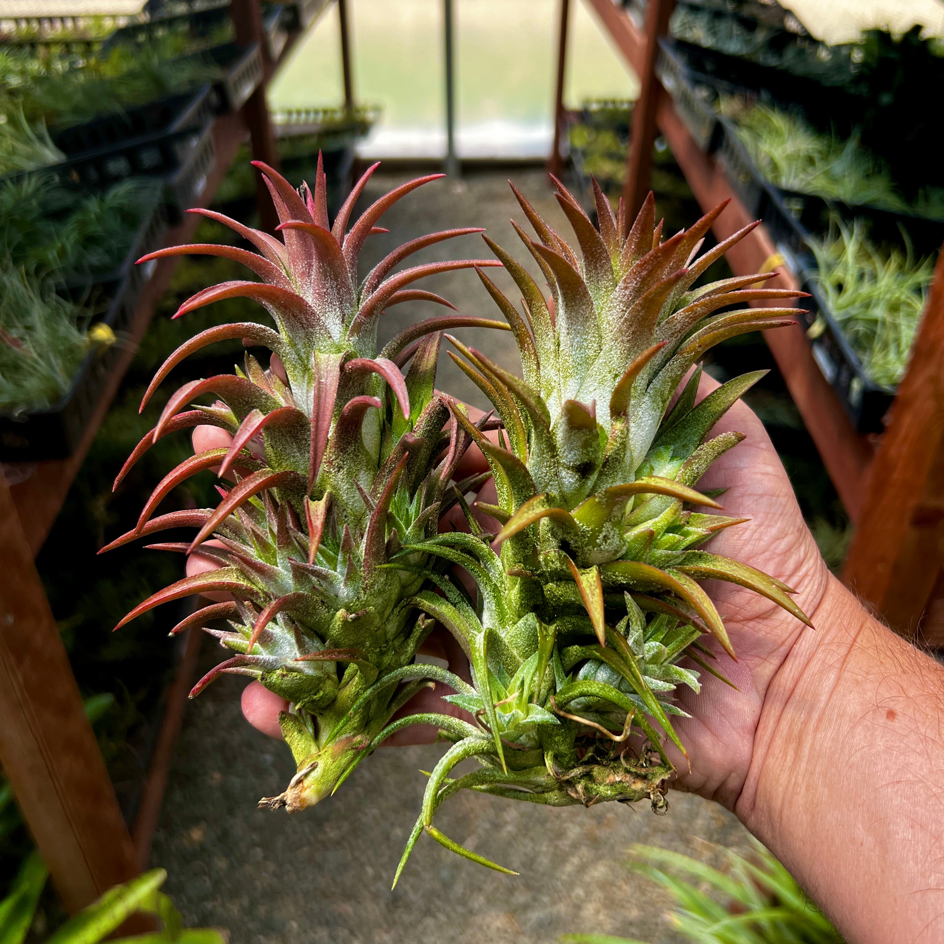 Ionantha Vanhyningii Propagation Clump (No Minimum) ON SALE