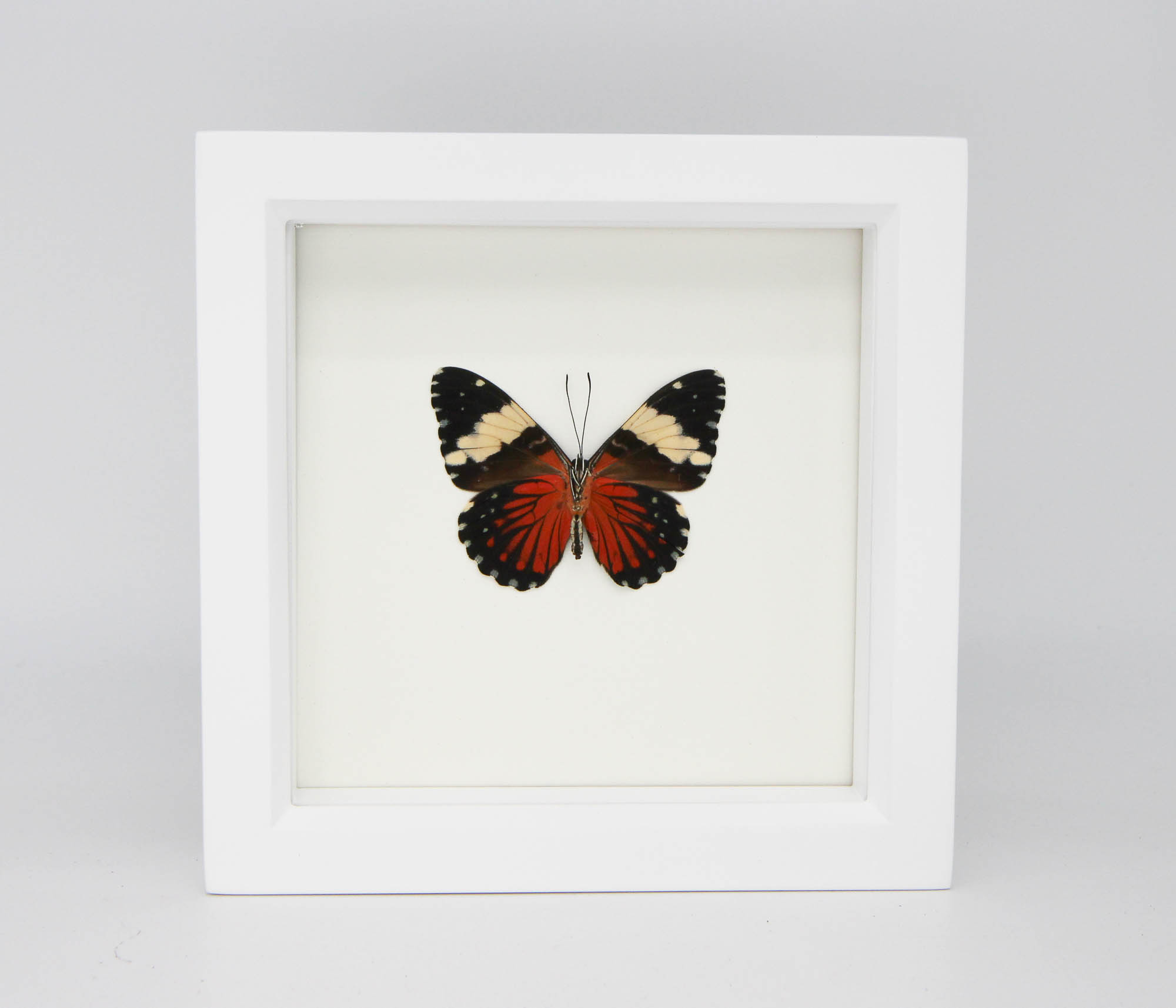 D*d様 レアデック Butterfly レアデックButterfly